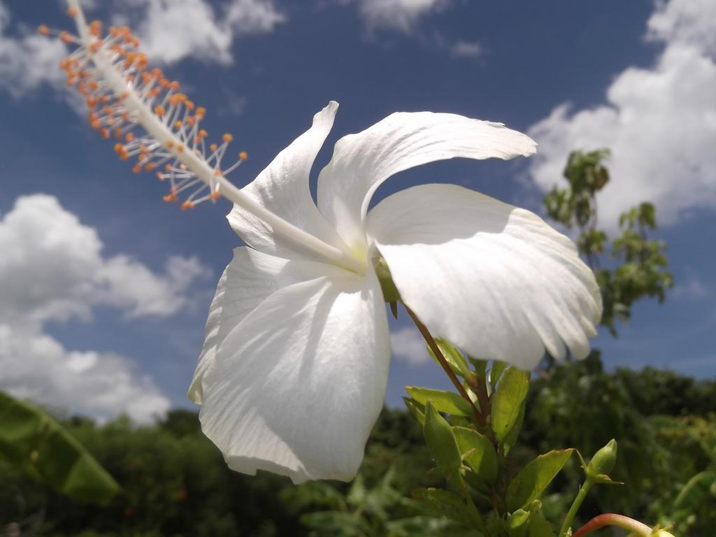 Yoisama Sunrise Beach House Ishigaki  Exteriér fotografie