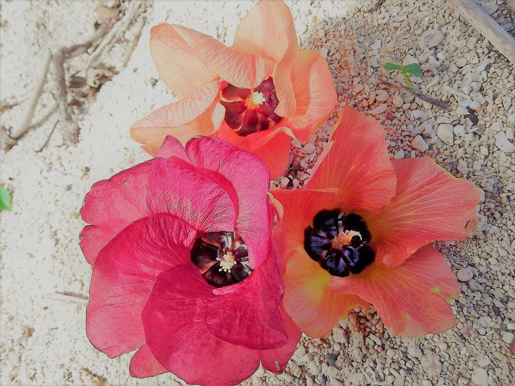 Yoisama Sunrise Beach House Ishigaki  Exteriér fotografie